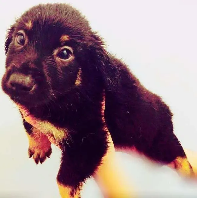 Cachorro ra a SRD idade Abaixo de 2 meses nome jonny