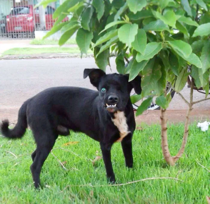 Cachorro ra a Vira-lata idade 1 ano nome Zoidinho