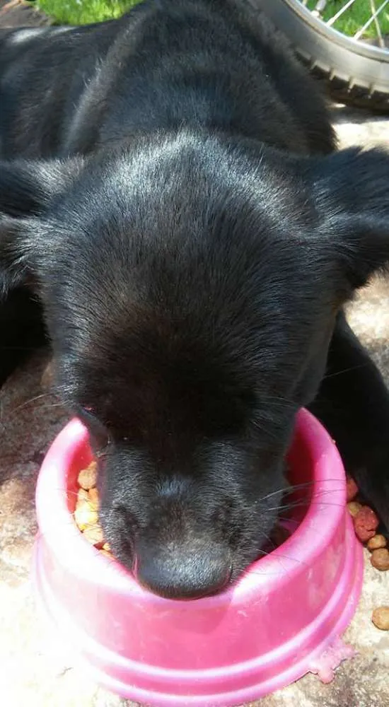 Cachorro ra a Vira-lata idade 1 ano nome Zoidinho