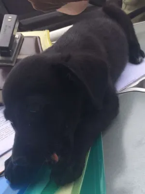 Cachorro raça SRD idade 2 a 6 meses nome NICK