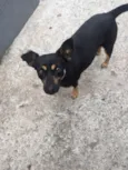 Pretinha 