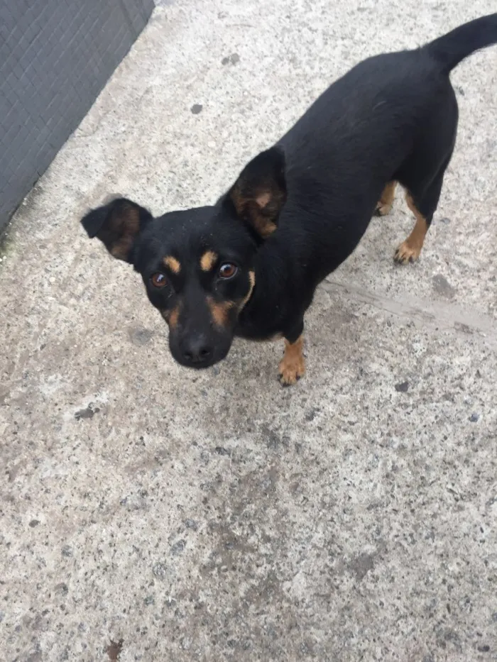Cachorro ra a SRD idade 7 a 11 meses nome Pretinha 