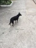 Pretinha 