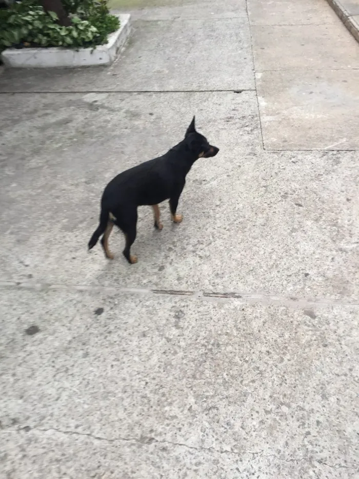 Cachorro ra a SRD idade 7 a 11 meses nome Pretinha 