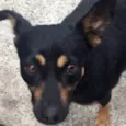 Pretinha 