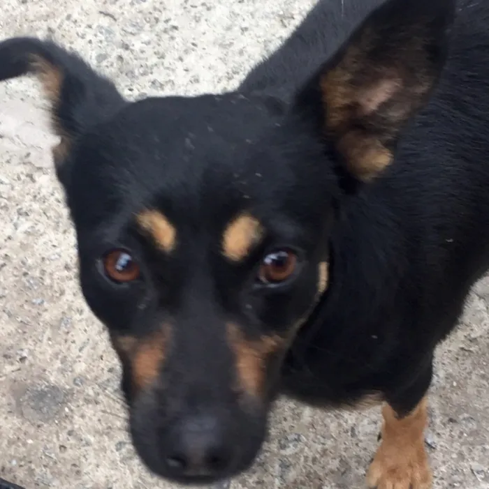 Cachorro ra a SRD idade 7 a 11 meses nome Pretinha 