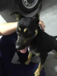 Pretinha 