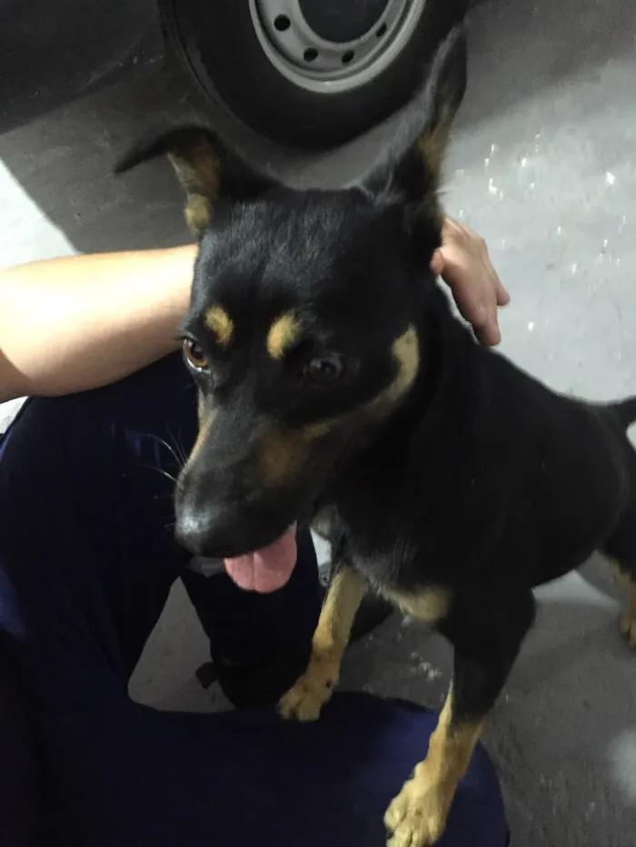 Cachorro ra a SRD idade 7 a 11 meses nome Pretinha 