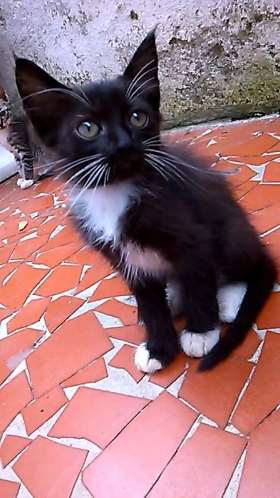 Gato ra a  idade 2 a 6 meses nome Sem nome