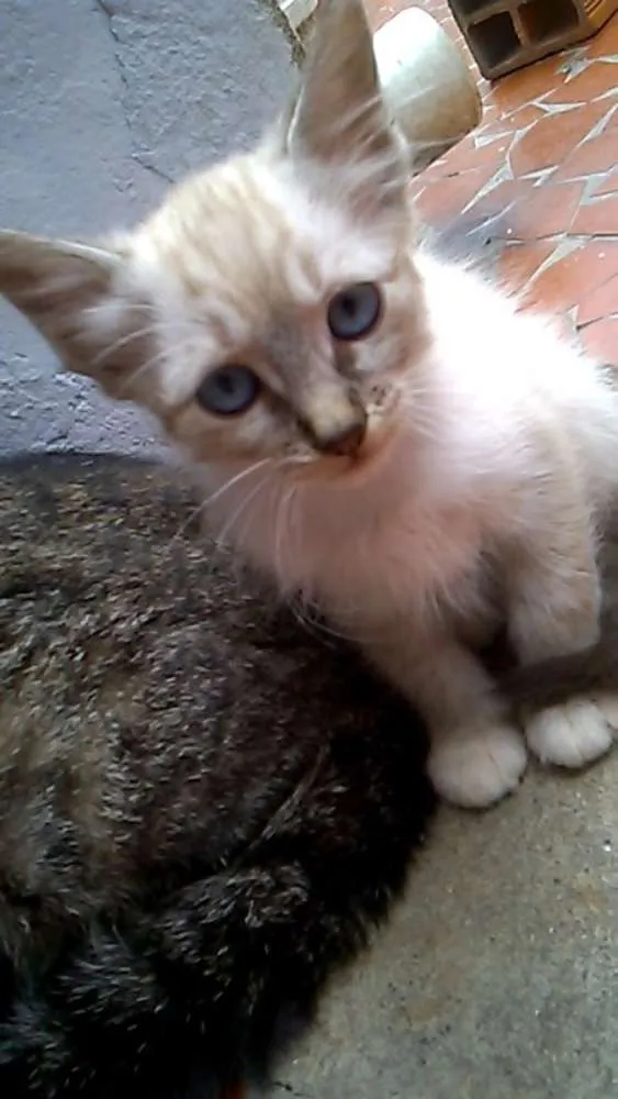 Gato ra a  idade 2 a 6 meses nome Sem nome