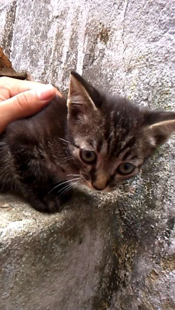 Gato ra a  idade 2 a 6 meses nome Sem nome