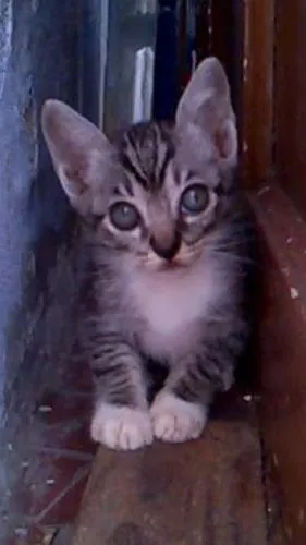 Gato ra a  idade 2 a 6 meses nome Sem nome