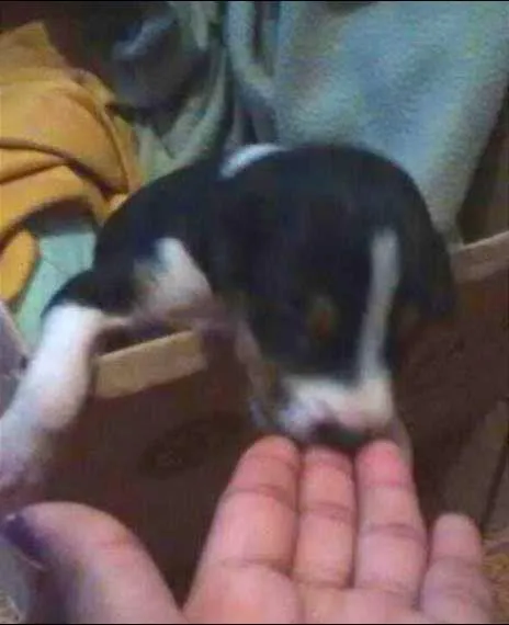 Cachorro ra a SRD idade Abaixo de 2 meses nome Pretinho