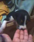 Pretinho
