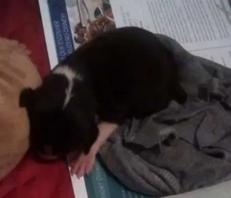 Cachorro ra a SRD idade Abaixo de 2 meses nome Pretinho