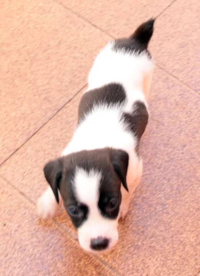 Cachorro ra a indefinida idade Abaixo de 2 meses nome Sem nome
