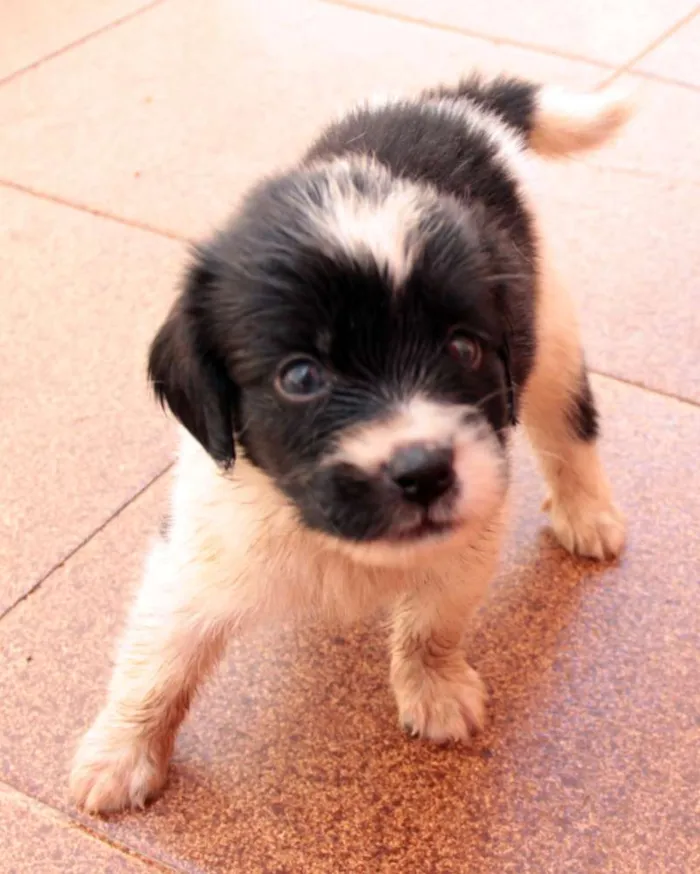Cachorro ra a indefinida idade Abaixo de 2 meses nome Sem nome