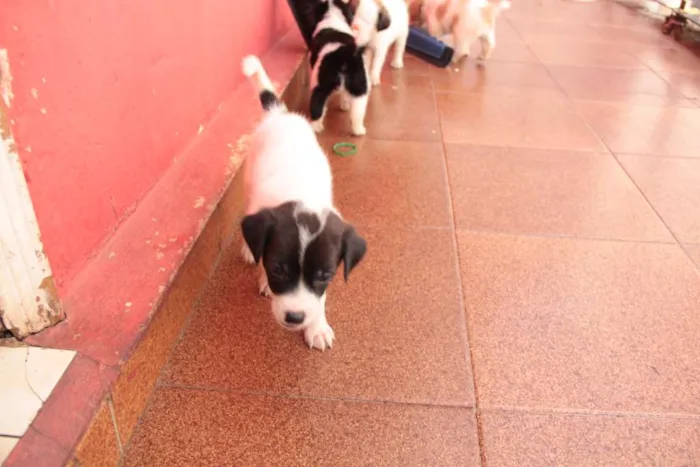 Cachorro ra a indefinida idade Abaixo de 2 meses nome Sem nome