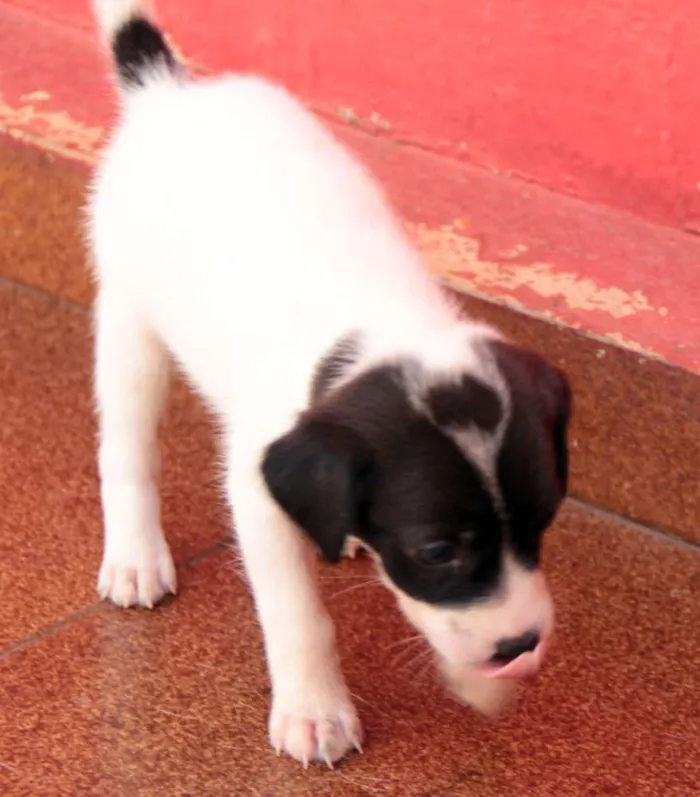 Cachorro ra a indefinida idade Abaixo de 2 meses nome Sem nome