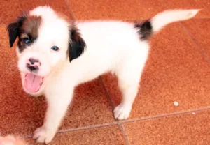 Cachorro raça indefinida idade Abaixo de 2 meses nome Sem nome
