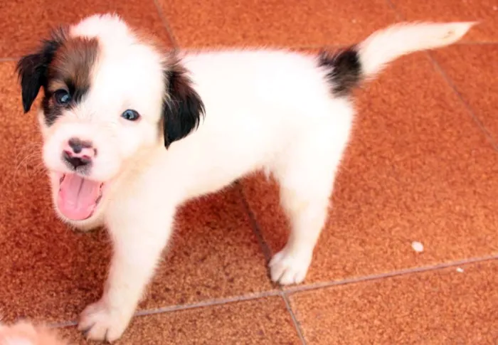 Cachorro ra a indefinida idade Abaixo de 2 meses nome Sem nome