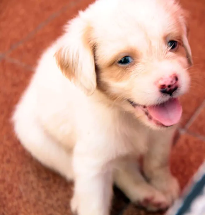 Cachorro ra a indefinida idade Abaixo de 2 meses nome Sem nome