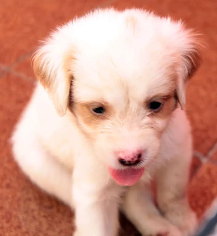 Cachorro ra a indefinida idade Abaixo de 2 meses nome Sem nome