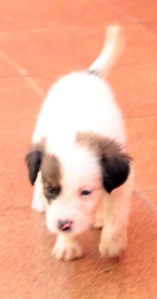 Cachorro ra a indefinida idade Abaixo de 2 meses nome Sem nome