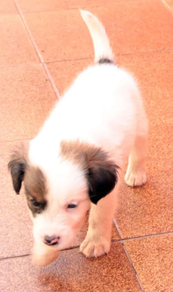 Cachorro ra a indefinida idade Abaixo de 2 meses nome Sem nome