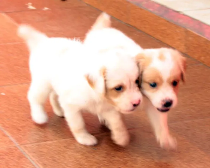 Cachorro ra a indefinida idade Abaixo de 2 meses nome Sem nome