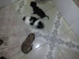 não tem