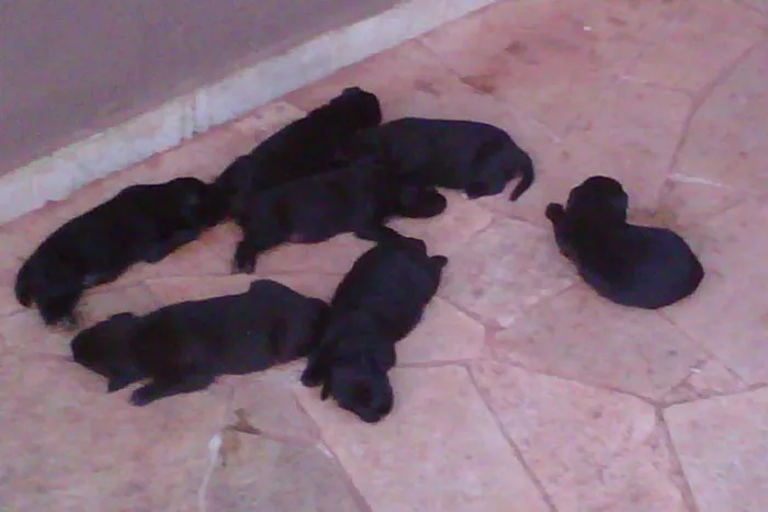 Cachorro ra a border /rotweiller idade 2 a 6 meses nome s/nome