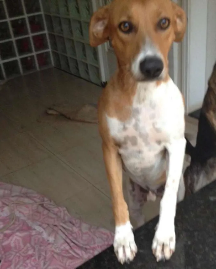 Cachorro ra a SRD idade 2 anos nome Bob