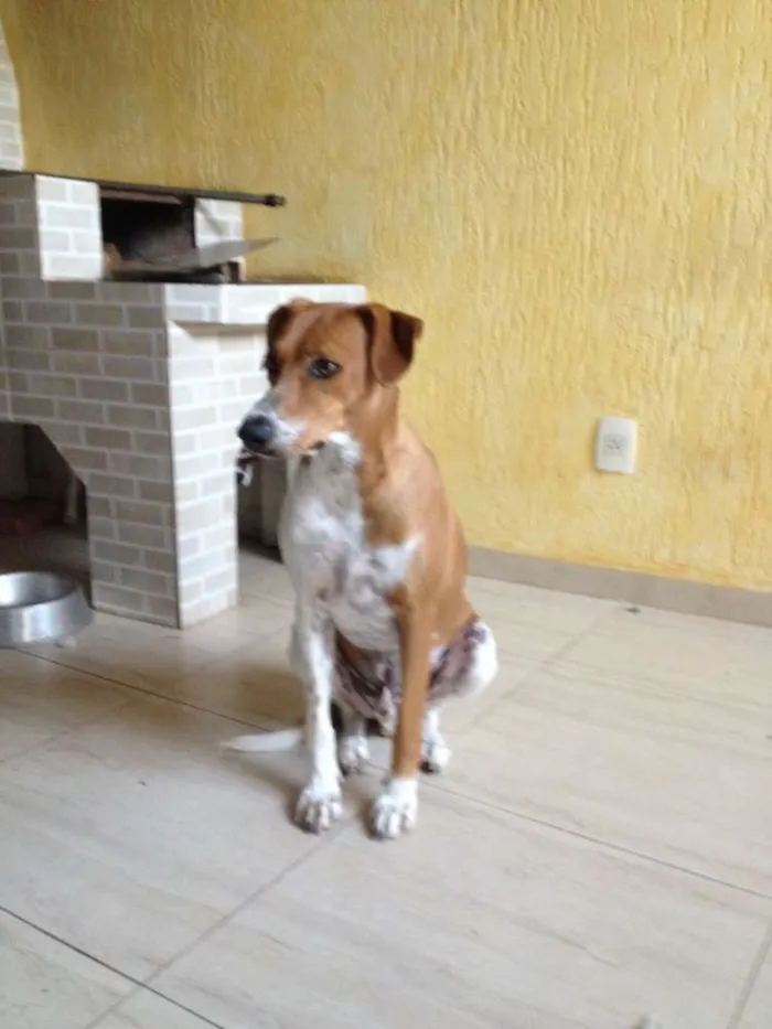 Cachorro ra a SRD idade 2 anos nome Bob