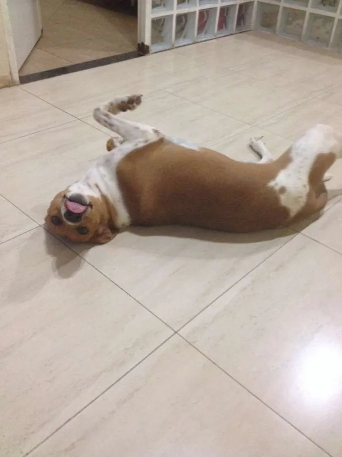 Cachorro ra a SRD idade 2 anos nome Bob