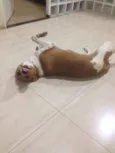 Bob
