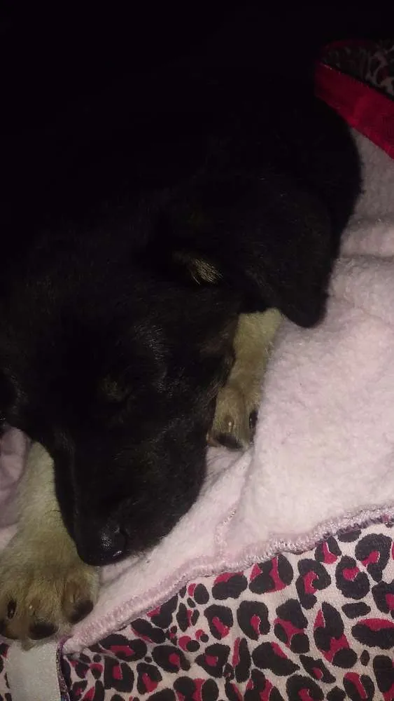Cachorro ra a Vira lata idade Abaixo de 2 meses nome Toddy