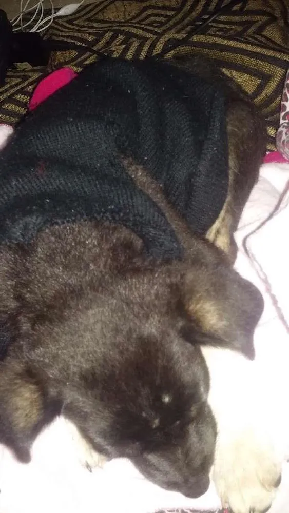 Cachorro ra a Vira lata idade Abaixo de 2 meses nome Toddy