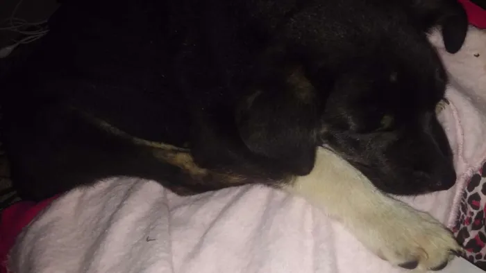 Cachorro ra a Vira lata idade Abaixo de 2 meses nome Toddy