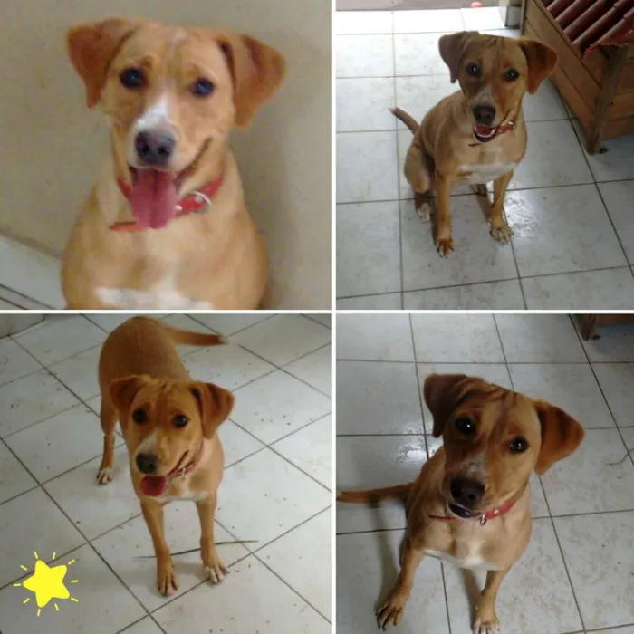 Cachorro ra a Vira-lata idade 1 ano nome Cindy