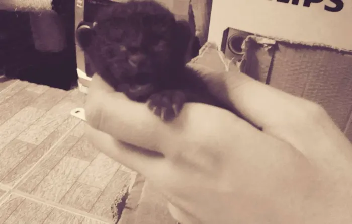 Gato raça SRD idade Abaixo de 2 meses nome Gatos