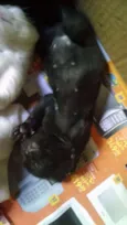 Gatos