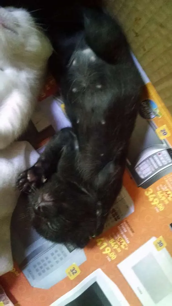 Gato raça SRD idade Abaixo de 2 meses nome Gatos