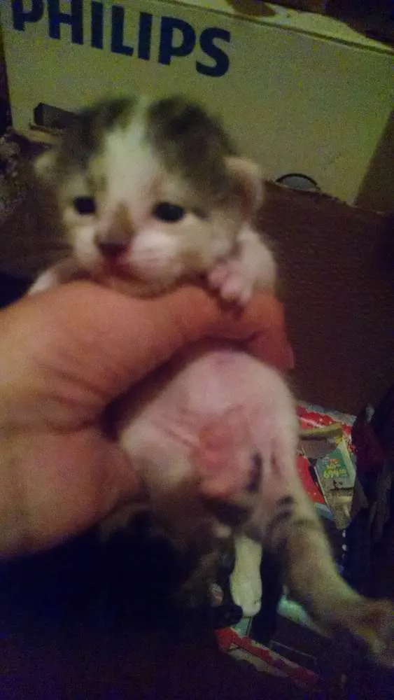 Gato raça SRD idade Abaixo de 2 meses nome Gatos