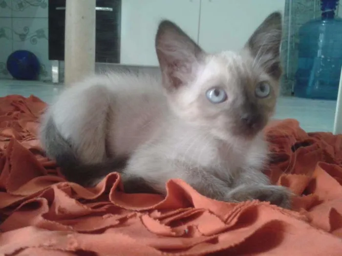 Gato ra a  idade 2 a 6 meses nome João