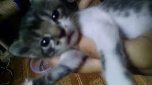 Gato raça SRD idade Abaixo de 2 meses nome Gatos