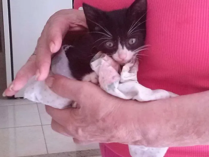 Gato ra a SRD idade Abaixo de 2 meses nome Gatinhos