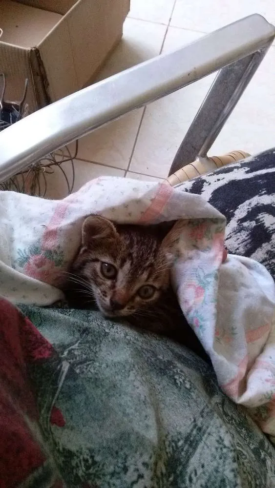 Gato ra a SRD idade Abaixo de 2 meses nome Gatinhos