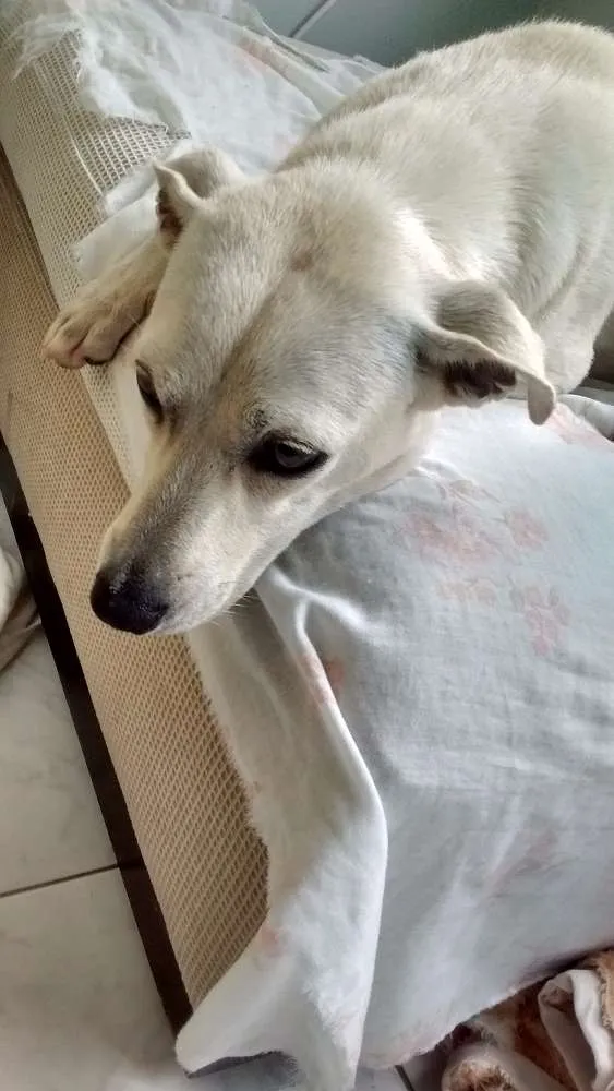 Cachorro ra a Vira lata idade 7 a 11 meses nome Lili