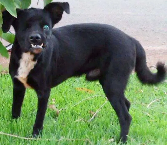 Cachorro ra a Vira-lata idade 1 ano nome Zoidinho